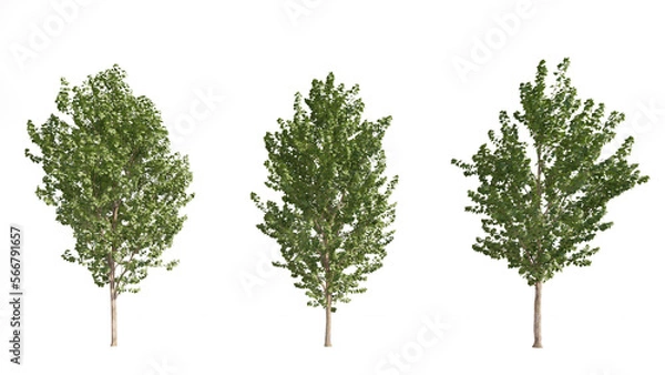 Fototapeta Set of 3D  Canadian poplar tree isolated on white background , Use for visualization in graphic design