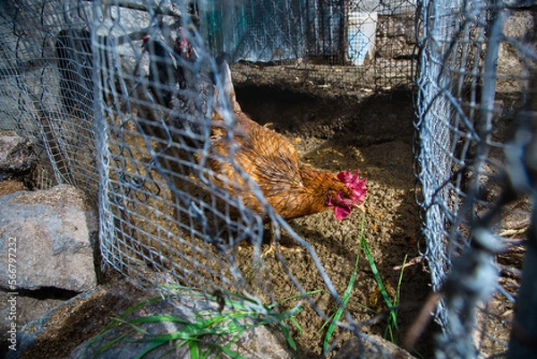 Fototapeta Free range chickens on traditional free range poultry farm, natural environment with open fence