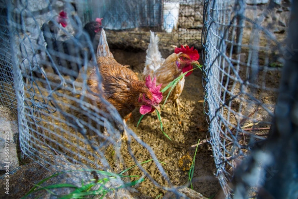 Fototapeta Free range chickens on traditional free range poultry farm, natural environment with open fence
