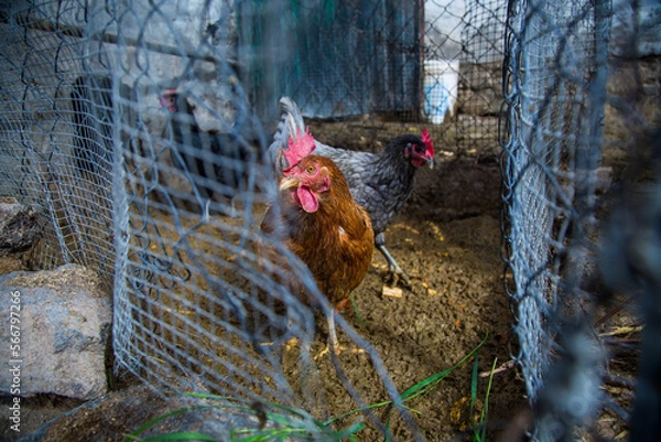 Fototapeta Free range chickens on traditional free range poultry farm, natural environment with open fence