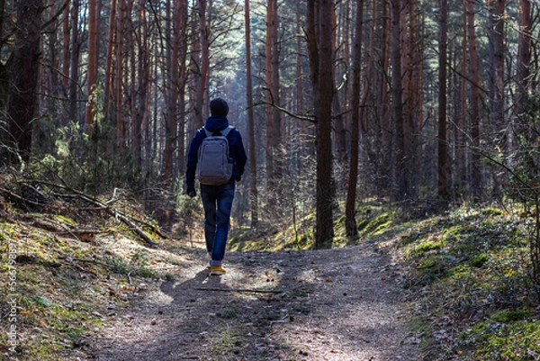 Fototapeta  one man walks in a pine forest in the spring during the cold season