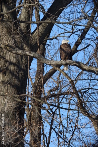 Obraz Nature  in Missouri