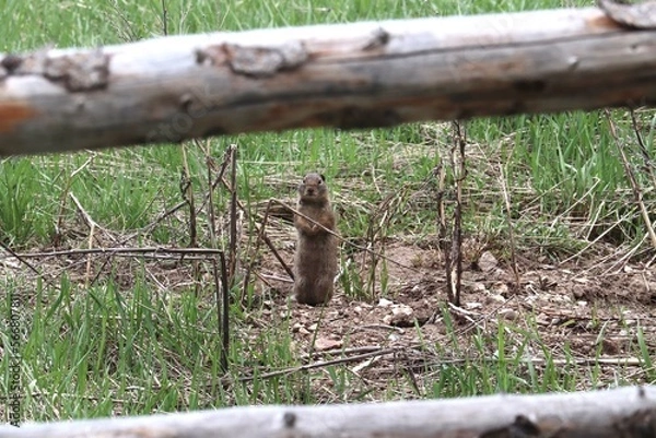 Obraz Ground Squirrel
