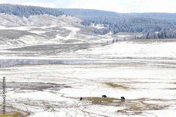 Obraz Hayden's Valley in Springtime