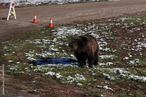 Obraz Leave No Trace