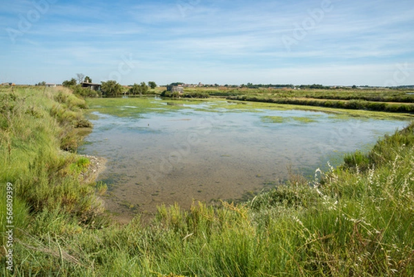 Fototapeta Intertidal saltmarsh with shallow water pond on the coast of the Seudre estuary, Charente Maritime, France