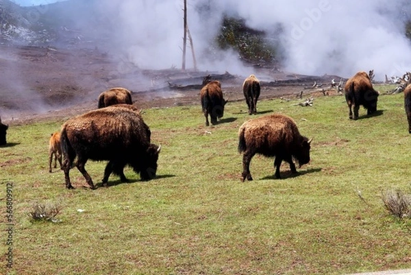 Obraz Geothermal Herd