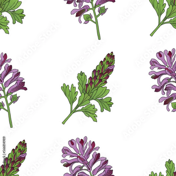 Obraz vector graphic seamless pattern with fumaria officinalis