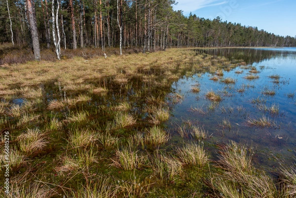 Obraz early morning on a swamp lake
