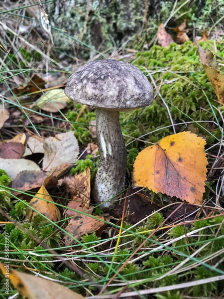 Obraz Mushroom in the forest, in the grass. Natural background. Healthy vegetarian food. Mushroom picking season. Delicious, natural food.