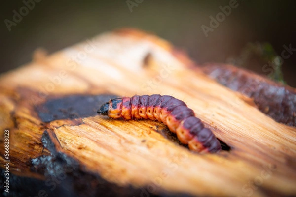 Fototapeta Goat moth  in its natural environment on a tree trunk