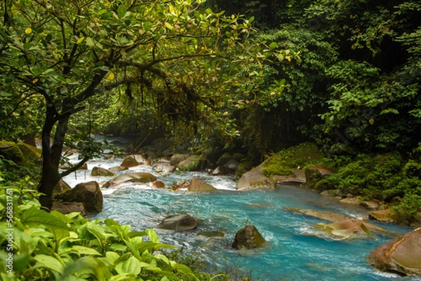 Obraz river in the forest