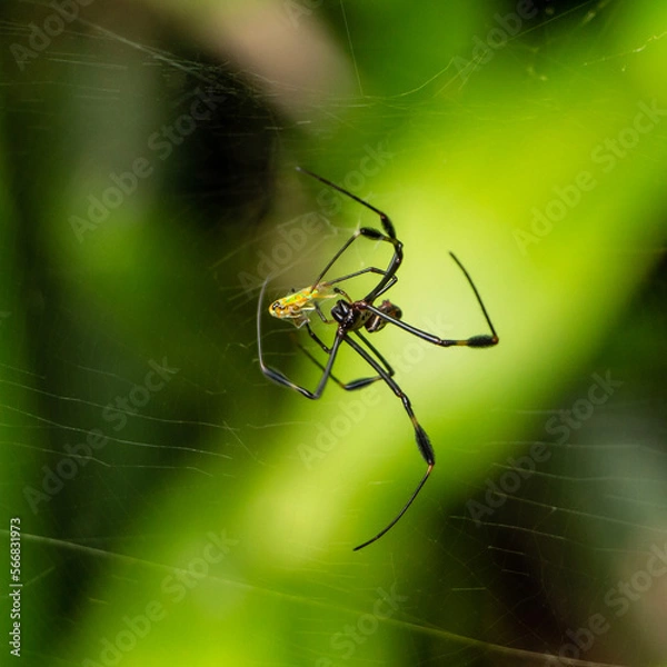 Obraz spider on the web