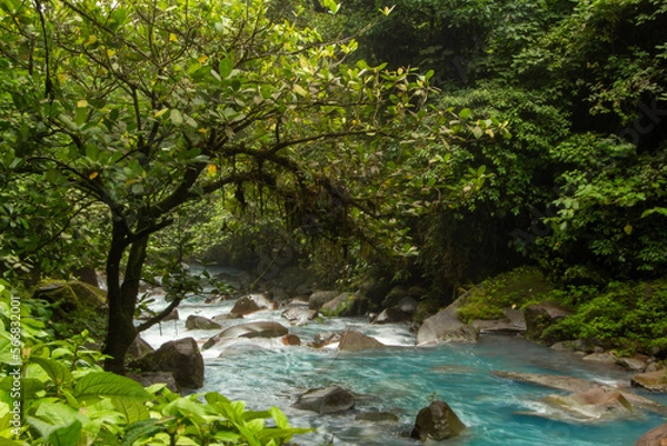 Obraz river in the forest