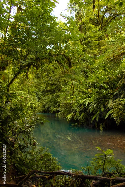 Obraz blue river in forest