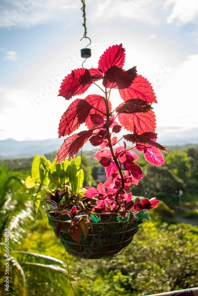 Obraz tree with flowers