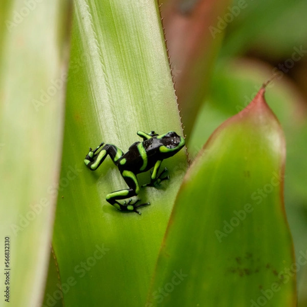 Obraz green tree frog