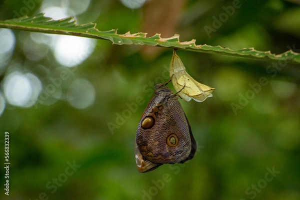 Obraz butterfly on leaf