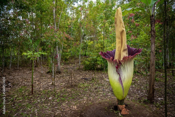 Obraz corpse flower or Amorphophallus titanum in forest