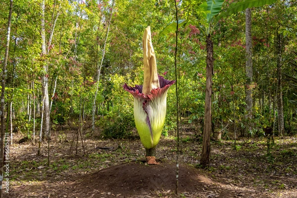 Obraz corpse flower or Amorphophallus titanum in forest