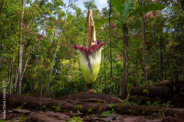 Obraz corpse flower or Amorphophallus titanum in forest