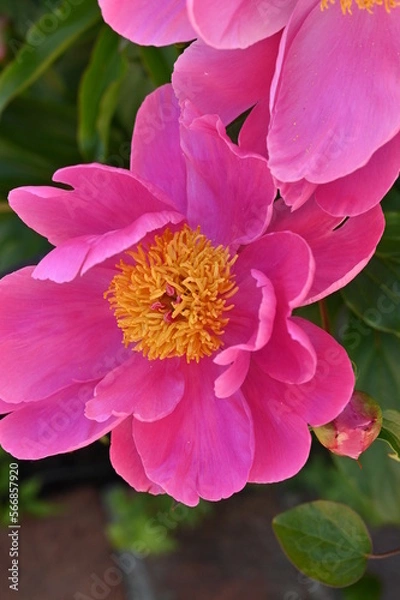 Obraz Flowers Blooming in the Spring