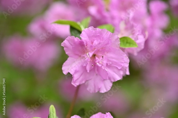 Obraz Flowers Blooming in the Spring