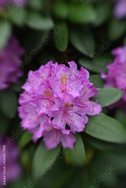 Obraz Flowers Blooming in the Spring