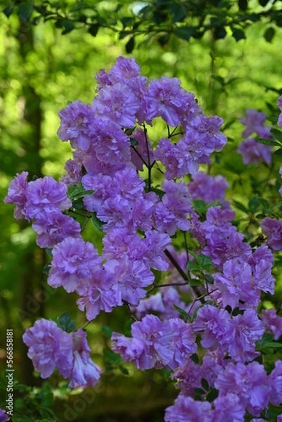 Obraz Flowers Blooming in the Spring