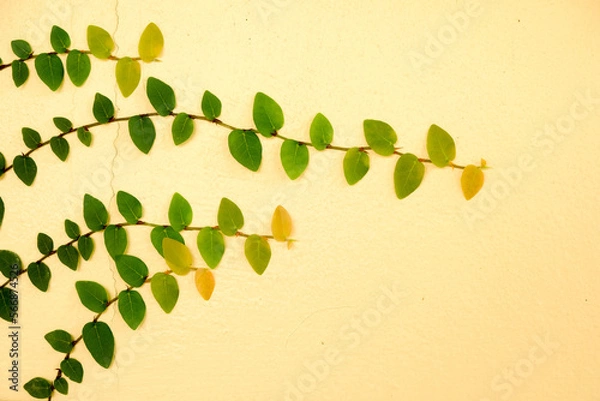 Obraz Yellow walls of the leaves for background