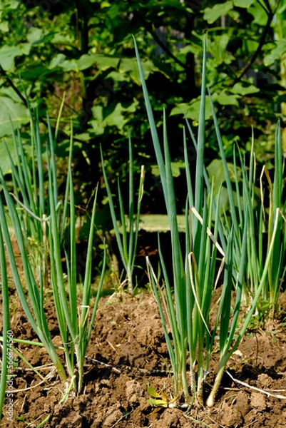 Obraz green onions growing in the garden. spring vegetables.