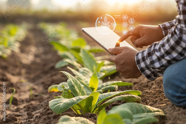Fototapeta Farmer working in the tobacco field. Man is examining and using digital tablet to management, planning or analyze on tobacco plant after planting. Technology for agriculture Concept