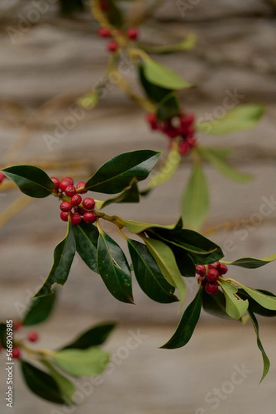 Obraz red berries on a branch