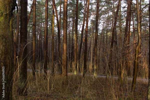 Obraz Spring forest landscape after the snow melts.