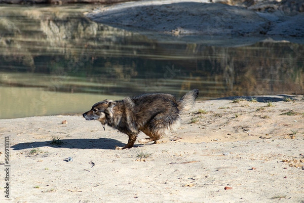 Obraz dog on the beach