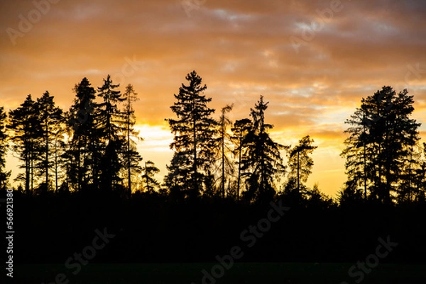 Obraz sunset in the forest