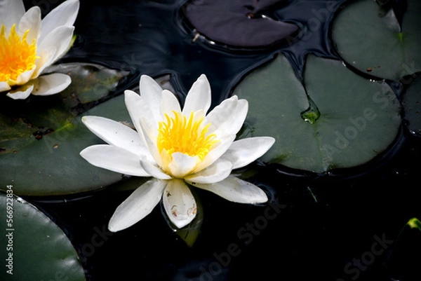 Obraz white water lily