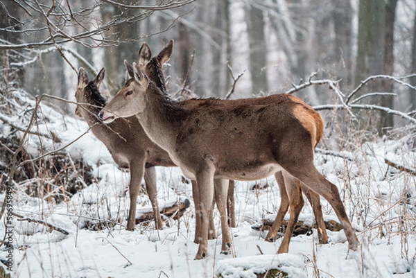 Fototapeta Deer standing in a forest