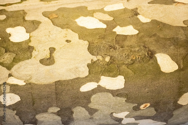 Fototapeta 木の模様