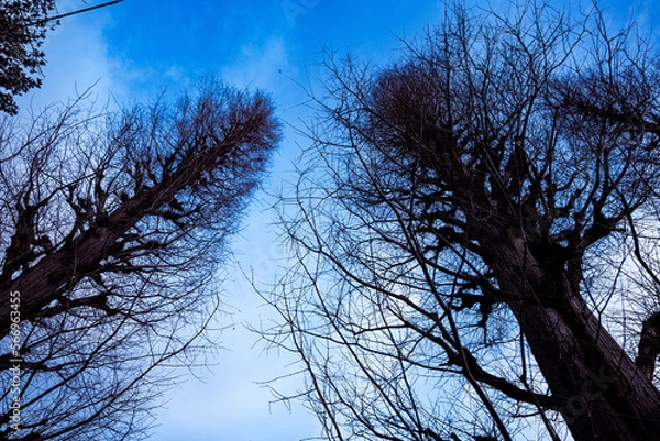 Obraz 冬の空と木