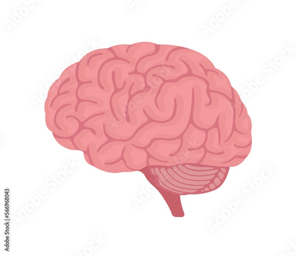 Fototapeta Illustration of human brain	 / png, no background