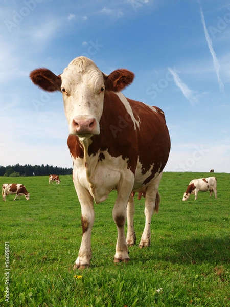 Obraz Krowa normańska