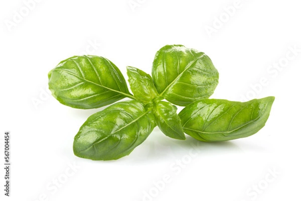 Fototapeta Fresh green leaf basil
