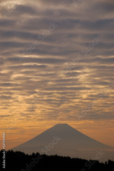 Fototapeta 夏の朝に望む富士山