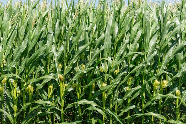 Obraz Field corn