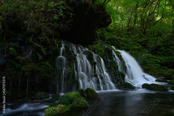 Fototapeta 滝とコケ