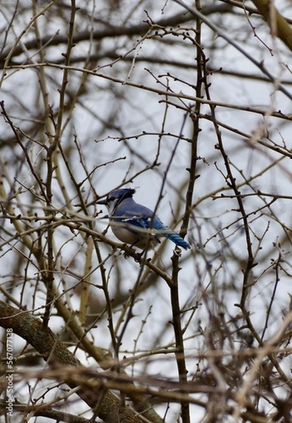 Obraz Blue Jay Nesting 