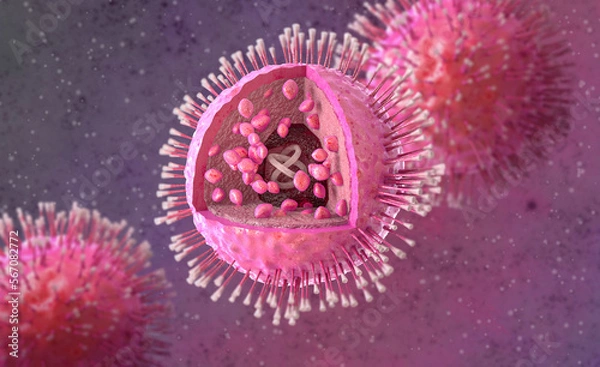 Fototapeta Medical background, herpes simplex virus type one, herpesvirus family that causes oral herpes in humans, realistic 3D structure diagram, 3D rendering