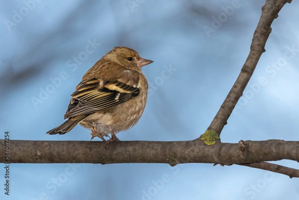 Obraz Common Chaffinch perched on a tree branch