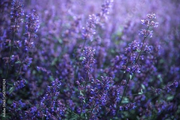 Obraz bright lilac sage flowers in the field